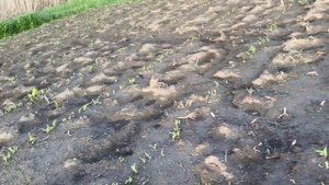 Прогулка по огороду.