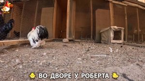 Содержание кур в домашних условиях и других птиц во дворе у Роберта 🐣🐤🦆🐔🪿🦃 (232)