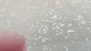 Бумажные собаки