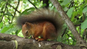 Бельчата. Спят усталые игрушки, Крылатское, 6 сентября 2025