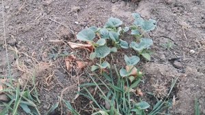 Проросли семена дыни, которую закопал в саду за домом