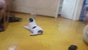 новая собака вюга