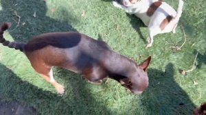 Печеночкой все с удовольствием лакомятся.