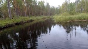 Ай-да река. Рыбачим на речке с питомцами.