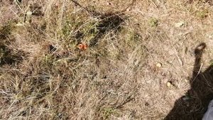 2024 собираем абрикосы снимает Эля