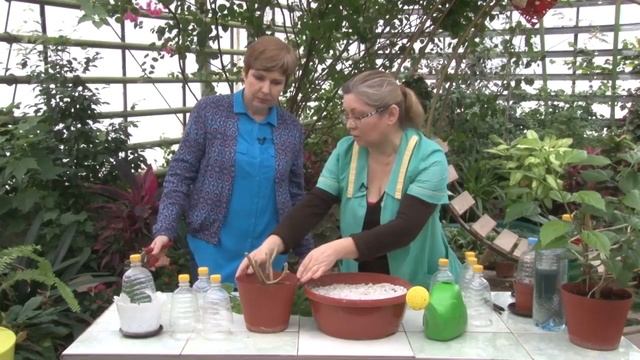 Черенкование Бегонии