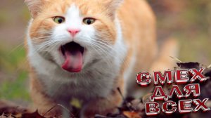 Приколы с котами с озвучкой Смешные коты Самые Смешные животные . ЮМОР ЖИВОТНЫХ КОШКИ