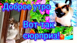 Доброе☀️воскресное🐱утро🌺14-09-2025 #влогикаждыйдень #клумба