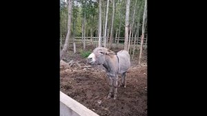 День нефтяника под ключ от Горизонта