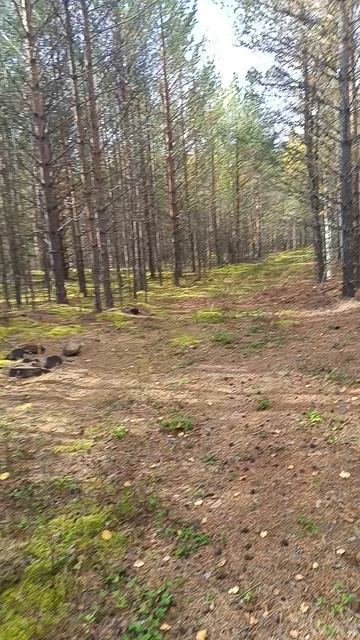 13.09.25 Северный Урал ,тихая охота... смотреть онлайн