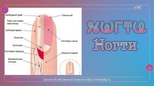 Ногти. ВсеЯСветная Грамота