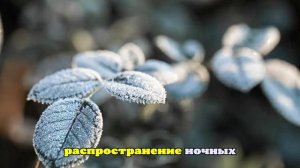 Тишковец: В 11 российских регионах ударили заморозки