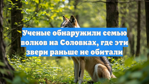 Ученые обнаружили семью волков на Соловках, где эти звери раньше не обитали