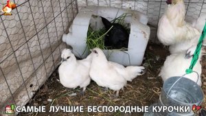 Цыплята и Курочки селяночки лучшие беспородные несушки 🥚 (301)
