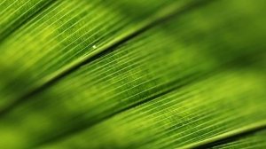 Обсуждение_темы_№5_Проклятие_смоковницы_и_очищение_храма_Христом