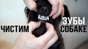 Чистим Зубы Собаке