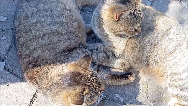 Кошачьи нежности смотреть онлайн