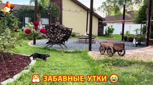 Забавные утки мускусные и пекинские на свободном выгуле со своими друзьями ч.(220) ❣️🤗😂