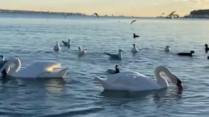 Истории из жизни|Как героиня защитила имущество после развода|Аудио рассказы|Аудиокниги слушать