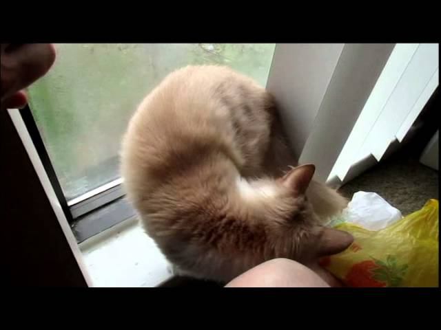 Кошка плачет по плачущей горлице