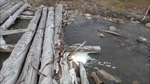 Сентябрь. Север. Целевой третий выход в лес. 14.09.25.