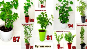 Полный ОБЗОР моих деревьев БУГЕНВИЛИЙ🌳