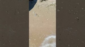 ЧЕРЕЕВОД НА МОРЕ ВООТ 😁 к миллиону едет 😄
