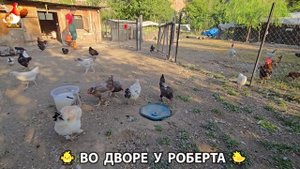 Содержание кур в домашних условиях и других птиц во дворе у Роберта 🐣🐤🦆🐔🪿🦃 (233)