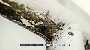 Плесень больше не страшна: учёные из Перми нашли необычное применение отходам