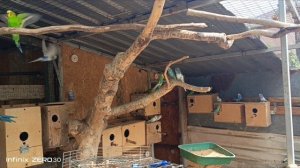 попугаичья  ферма ,Ялта.mp4