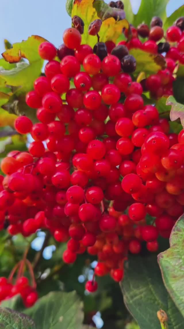 Empire_N (Agabekyan Nairui) - Whispered Secret МОЙ НОВЫЙ ТРЕК)