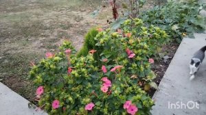 Попытка завести Амераукана 😪. С кем распрощалась в хозяйстве? Мои гортензии и многое другое.