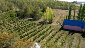 Технолог назвал основную сложность виноградарства в Самарской области