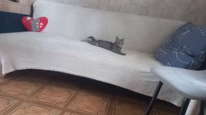 мой котик♡♤