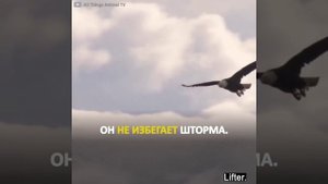 Что делает орёл когда поднимается буря