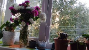 14-09-2025 тихий и уютный вечер в деревне