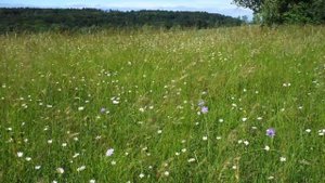 Расслабляющая музыка для сна.  #nature #сон  #природа #relax #рекомендации #лето