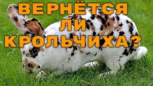 Удастся ли вернуть мать крольчиху к детям