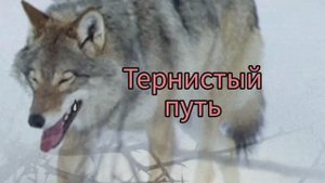 Пою Тернистый путь Автор стихи Мэри Сказ