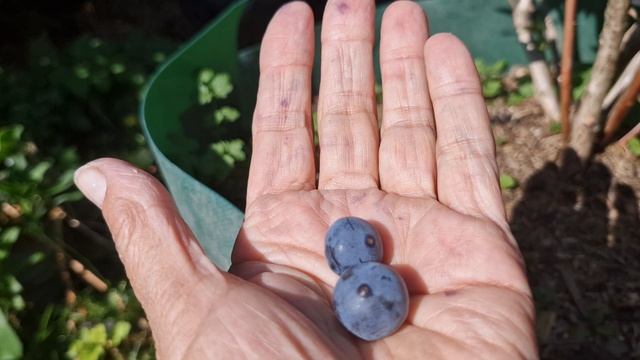 На каких сорта есть ещё ягоды голубики смотреть онлайн