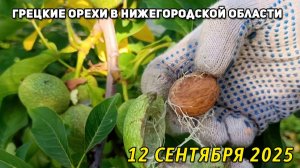 Созревание грецкого ореха 12 сентября 2025