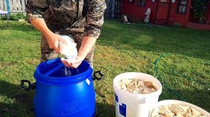 Засолка груздя