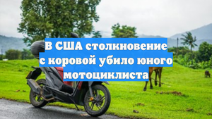 В США столкновение с коровой убило юного мотоциклиста