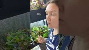 Колеусы. Приглашаю в группу в Телеграмм, многие селекционеры присоединились, добавляйтесь и вы🤗