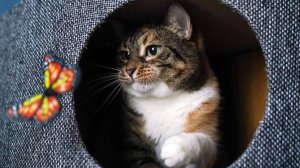 Юрист объяснила правила передачи в наследство домашних животных