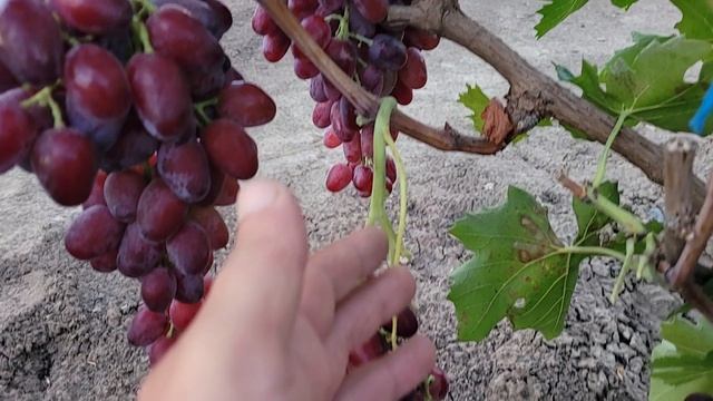 ГФ Винограда ИВУШКА,ШЕРИФ (Калугин В.М.). смотреть онлайн