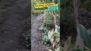 🌴 Живут же люди в такой красоте. Новоминская.