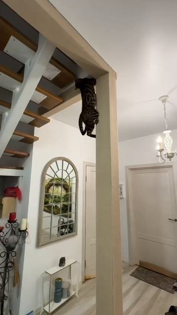 Бенгальский акробат