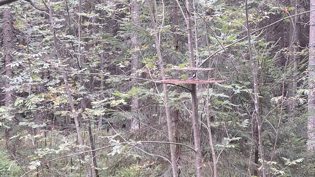 ловля птиц смотреть онлайн