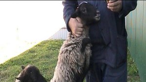 ДЕЛА-ДЕЛА ДЕРЕВЕНСКИЕ! ОСЫ МЕНЯ ПОЖАЛЕЛИ И Я ИХ ТОЖЕ!!!